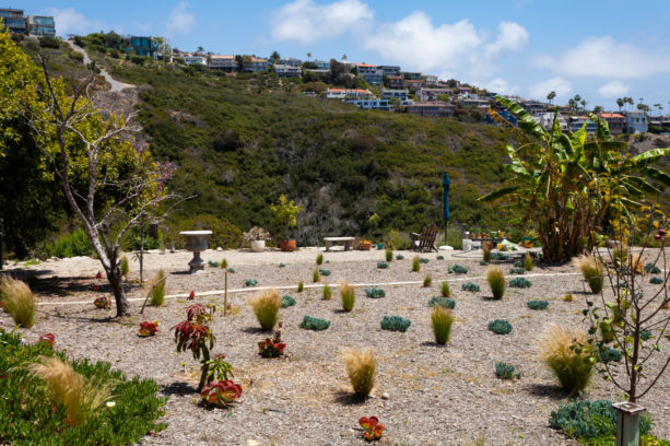 idea for a spacious backyard with tropical plants and desert landscape