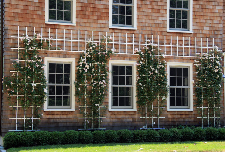 cellular pvc trellis on the wall matched with the windows covered with climbing new dawn rose