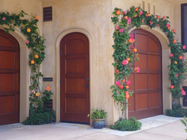 trellis over garages with climbing joseph's coat rose