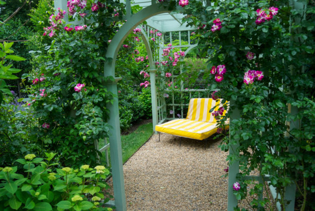 white arbor trellis with climbing purple splash rose idea